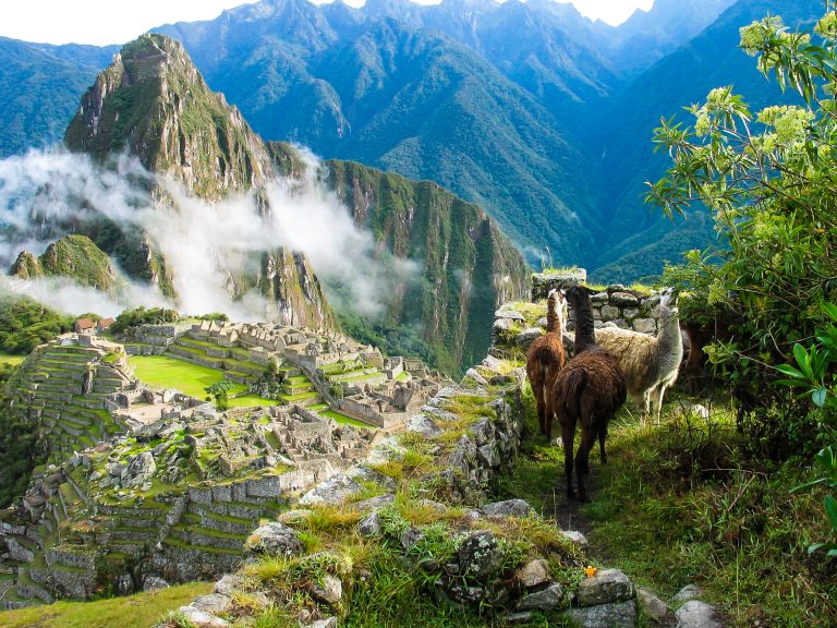 Llamas watch over Machu Picchu covered in mist