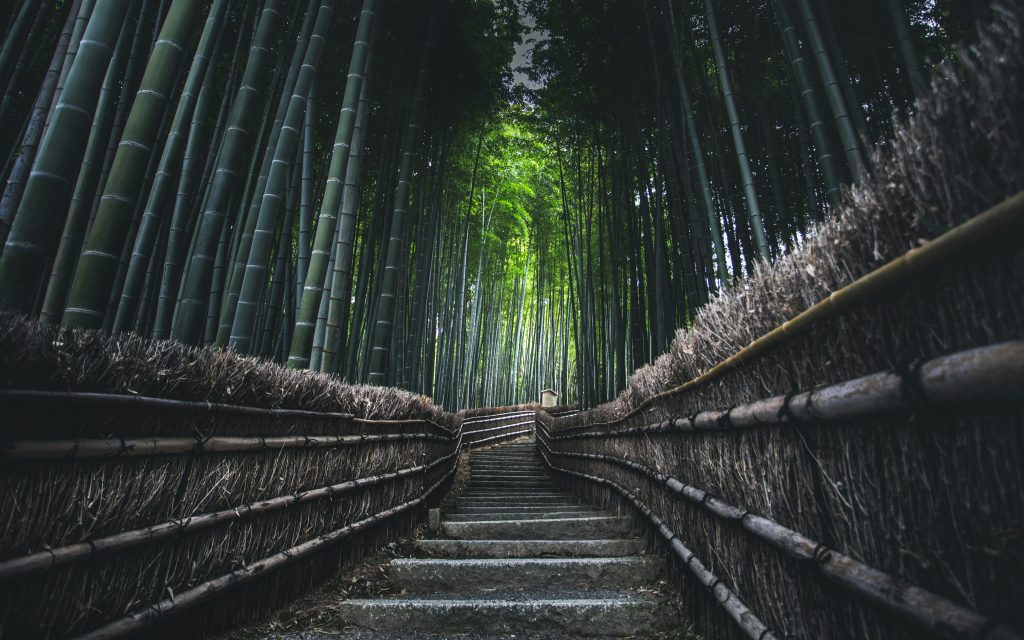 brown wooden bridge in the forest