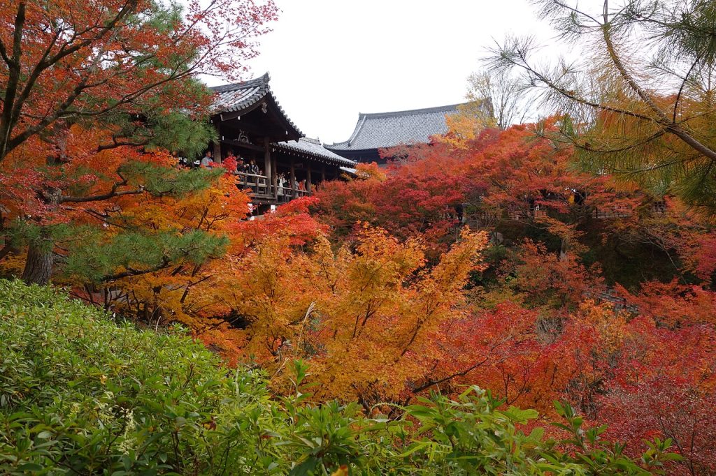 Autumn maples at Tofuku-ji, Kyoto