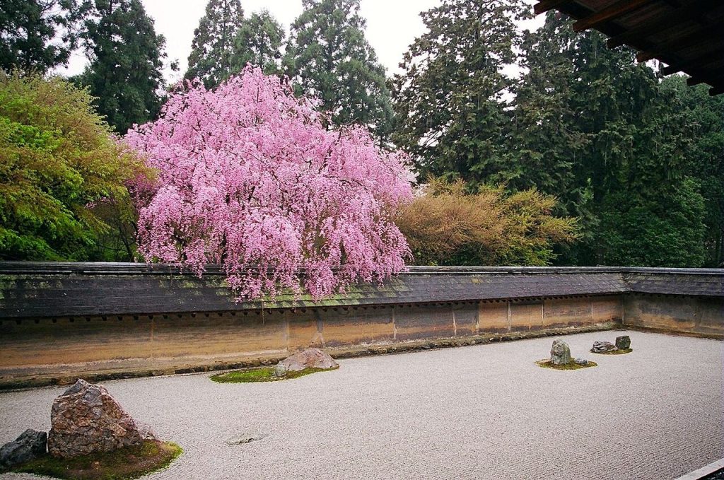 Cherry blossoms at Ryoan-ji, Kyoto