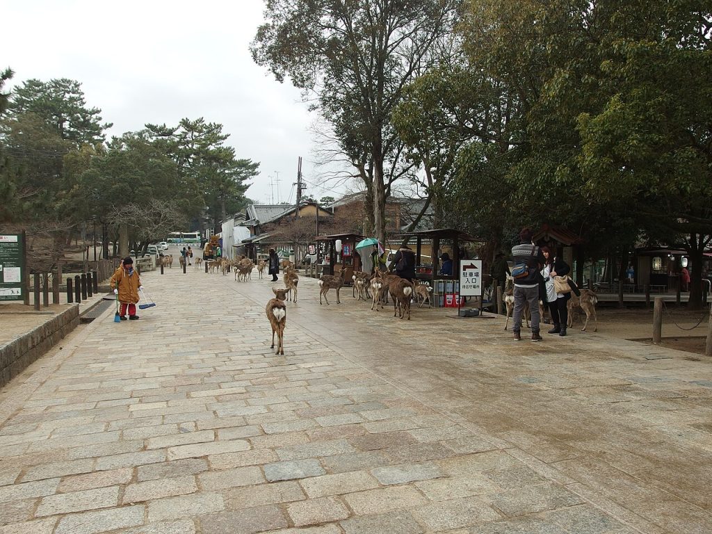 Deer at Todai-ji, Nara