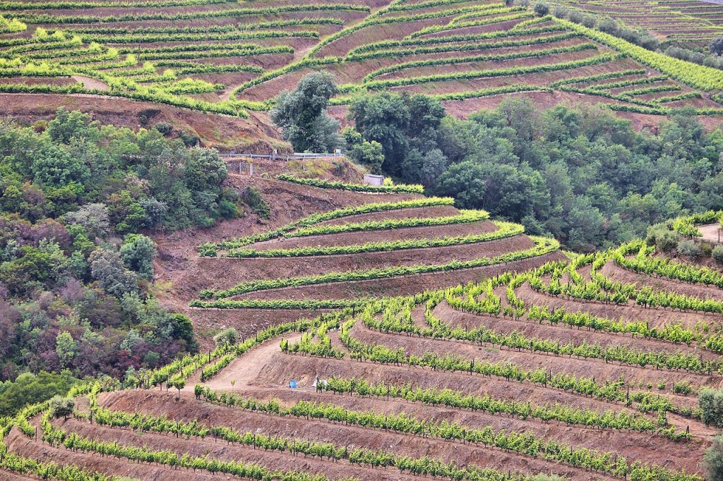 Vineyard terraces in the Douro Valley
