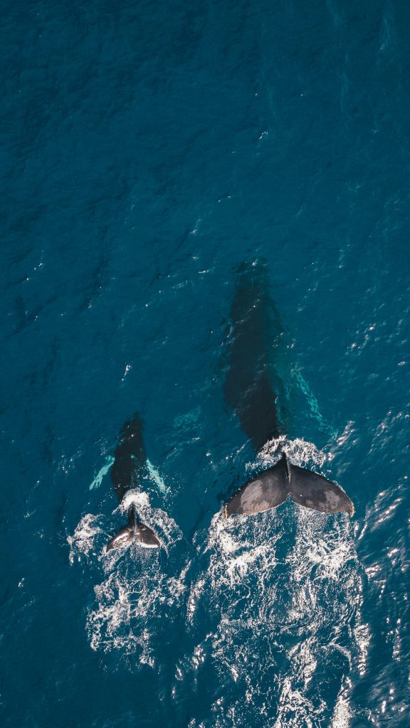 two black whales swimming in body of water