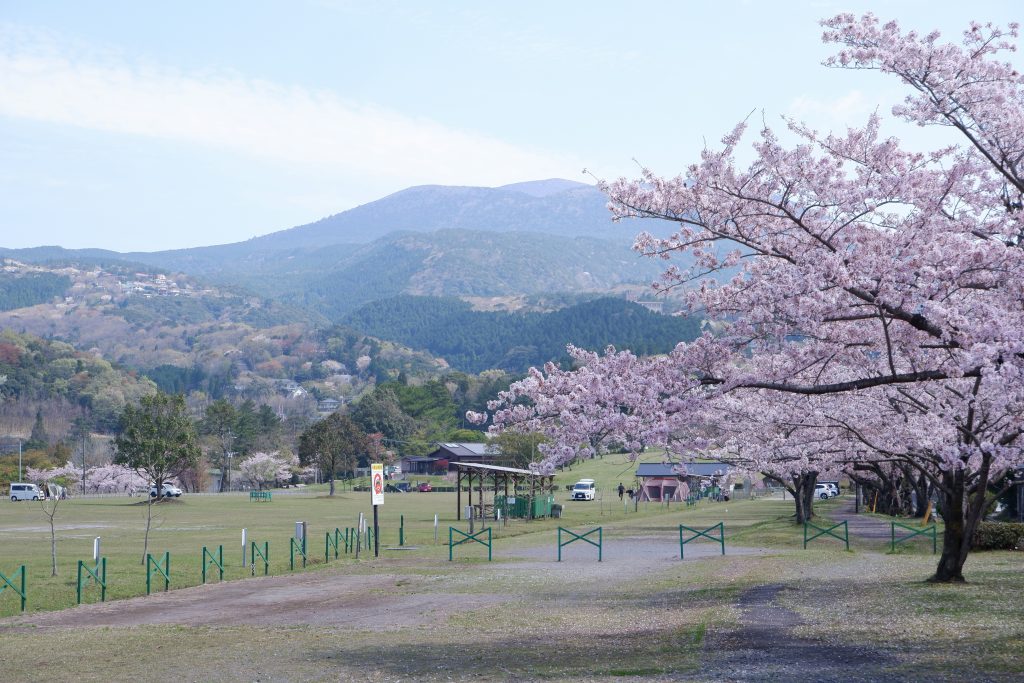 Blooming cherry trees in a scenic park with mountains.
