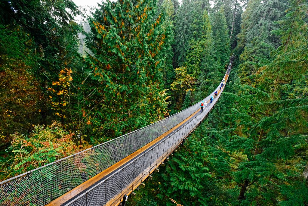 a suspension bridge in the middle of a forest