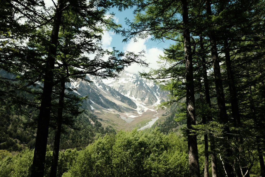 a view of a snowy mountain through the trees