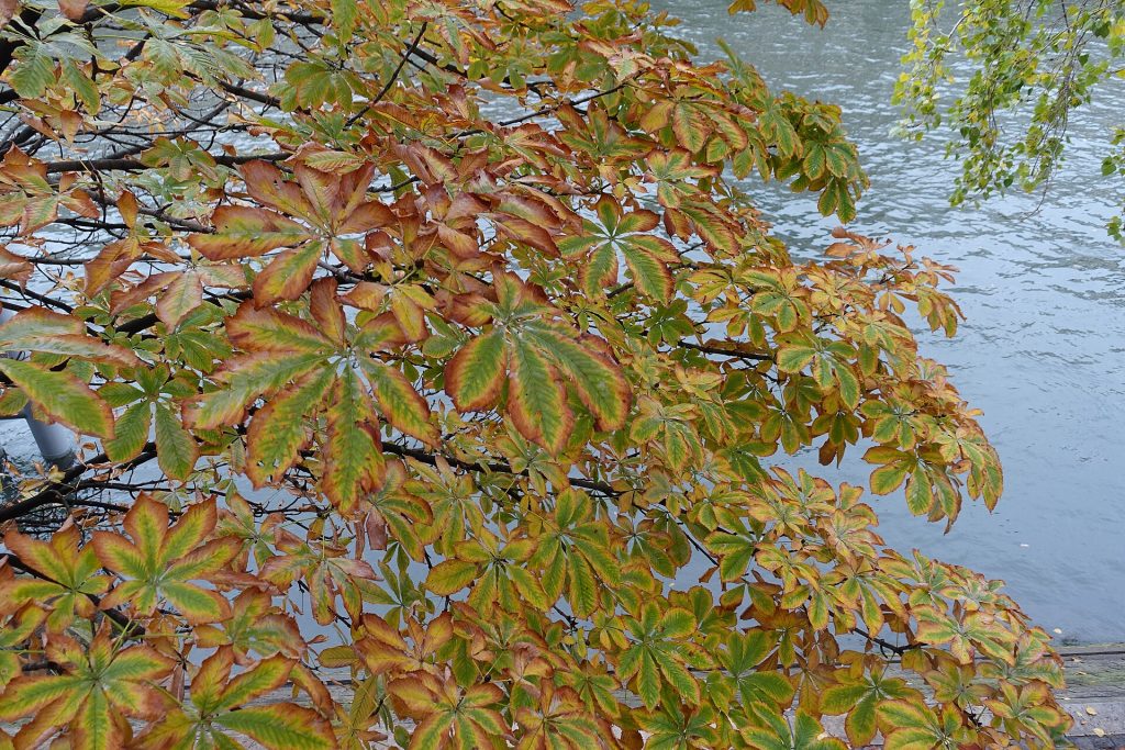 Autumn along the Seine in Paris