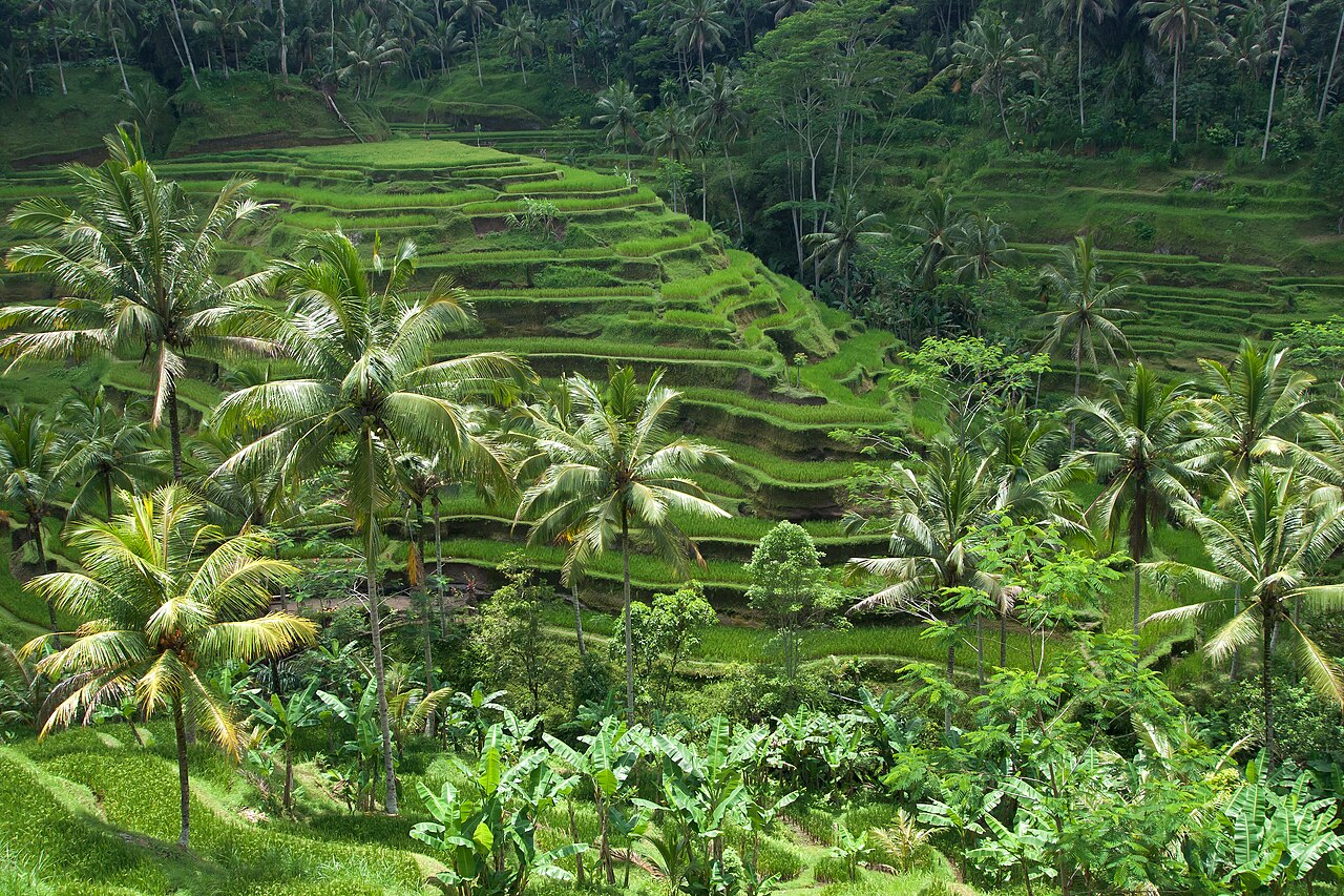 Tegallalang rice terraces, Bali
