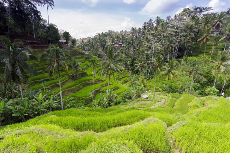 Lush rice terraces and temple scenery in Bali, Indonesia