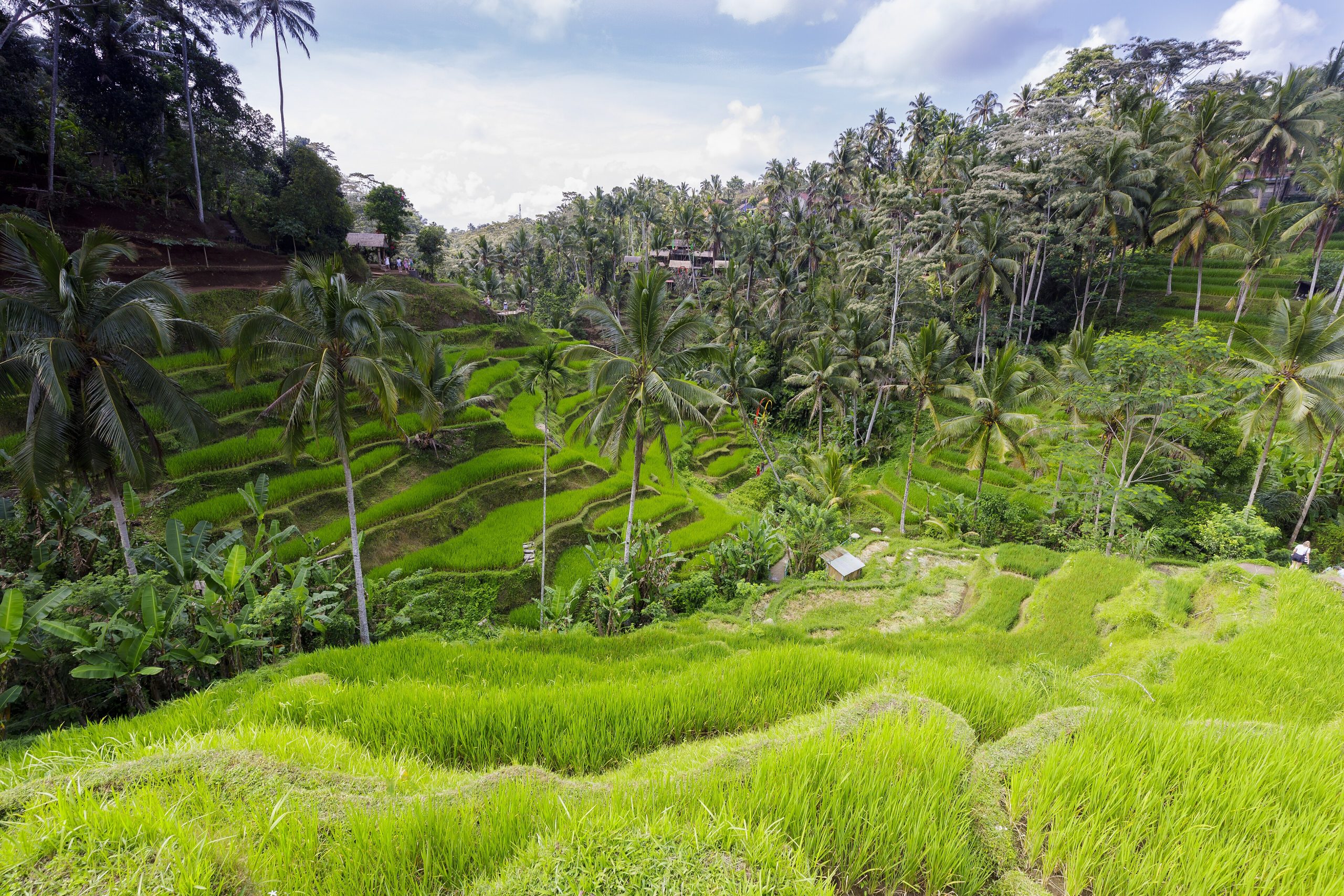 Lush rice terraces and temple scenery in Bali, Indonesia
