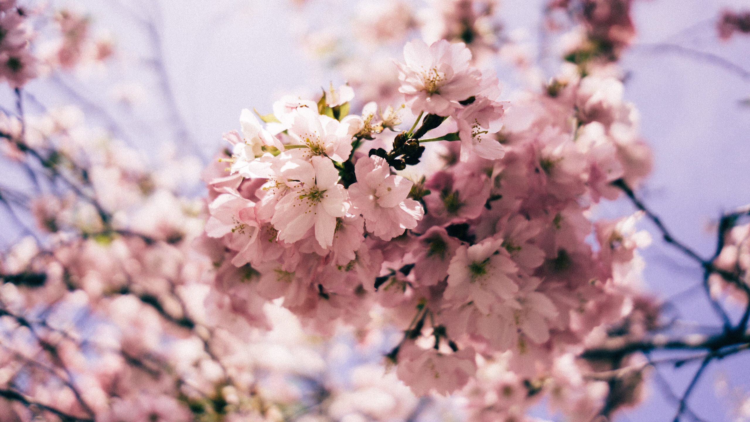 Spring blossoms in Canada