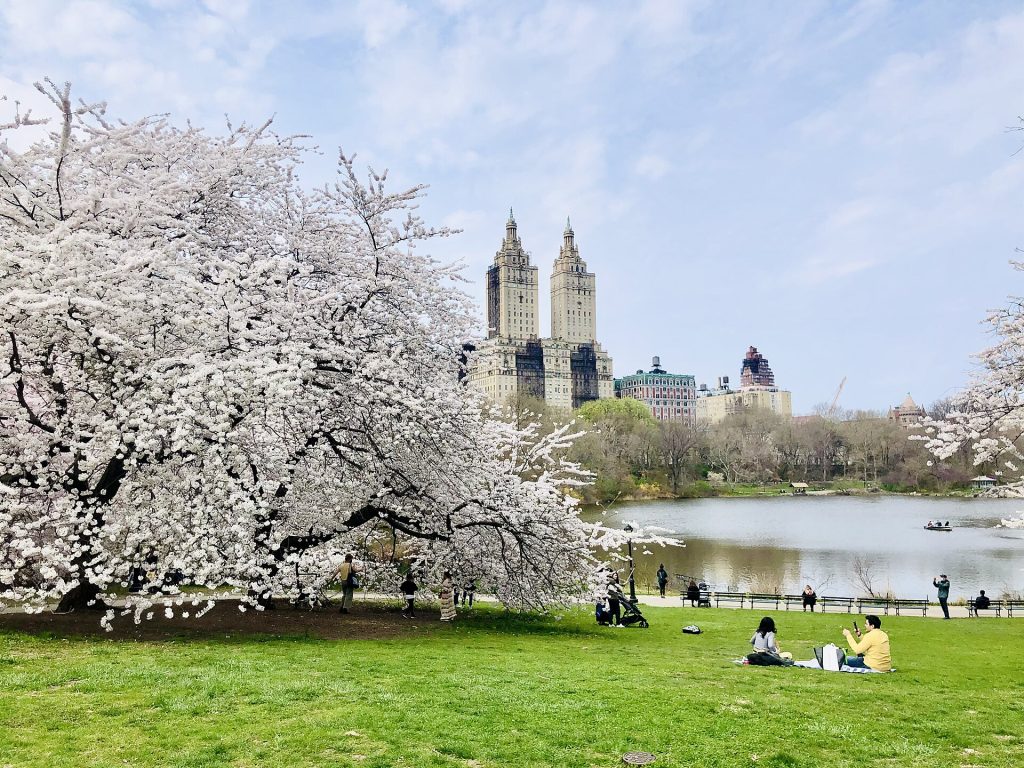 Cherry blossoms in Central Park, New York