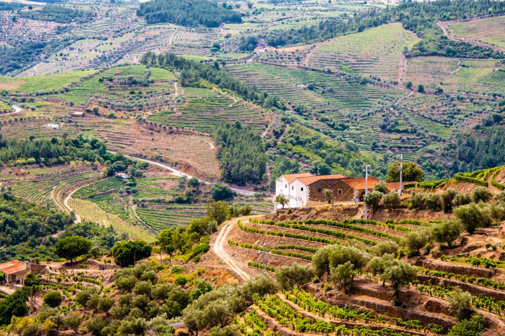 Terraced vineyards of the Douro Valley