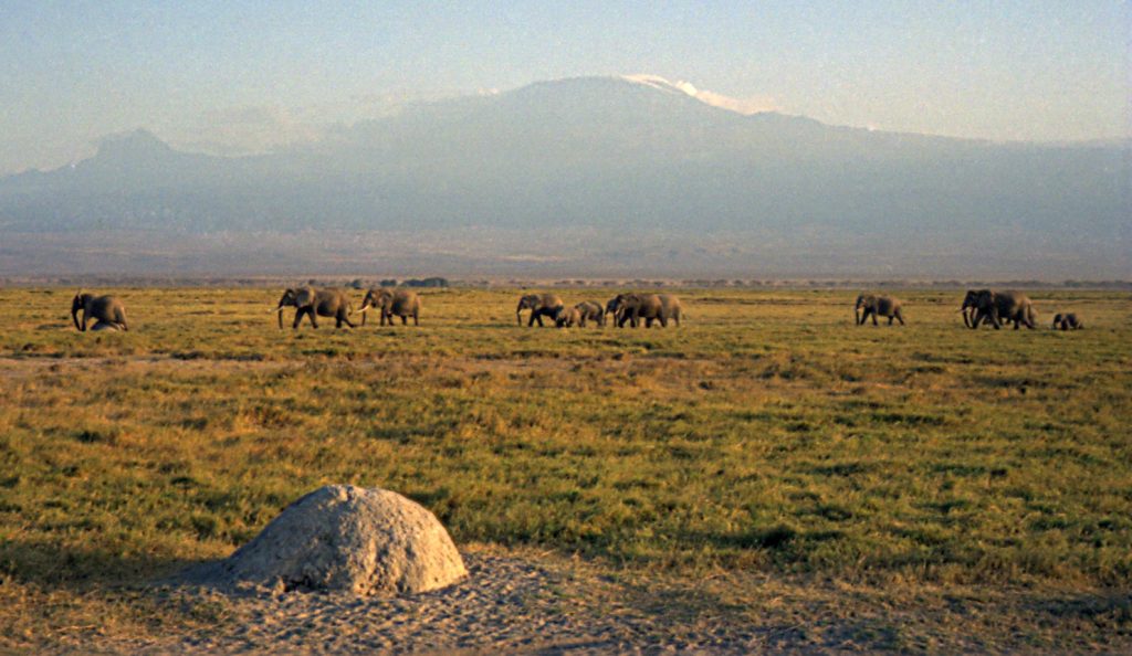 Elephants beneath Kilimanjaro in Amboseli