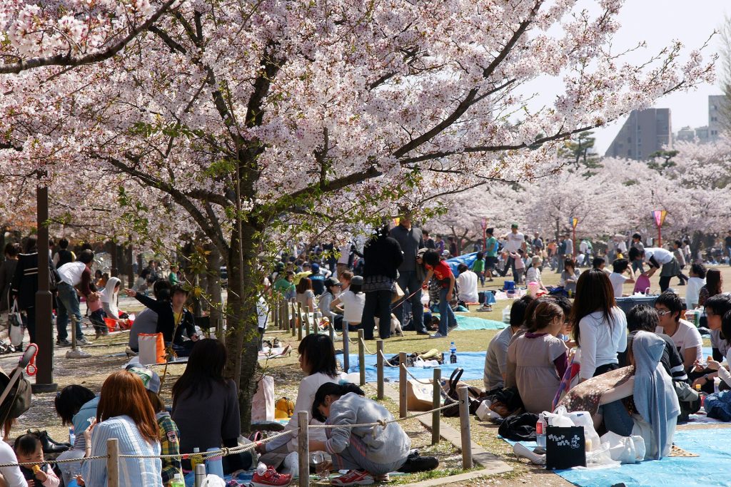 Himeji Castle in cherry-blossom season