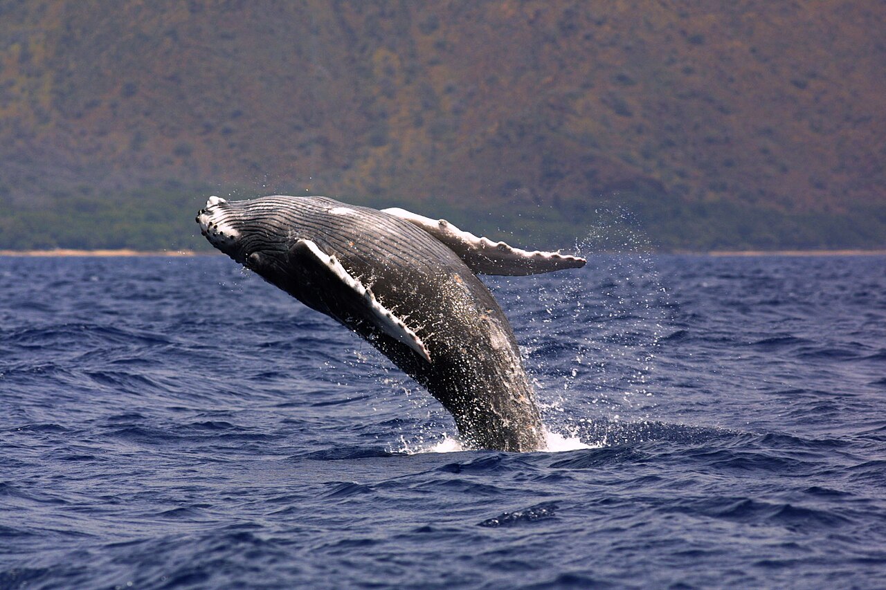 A humpback whale breaching