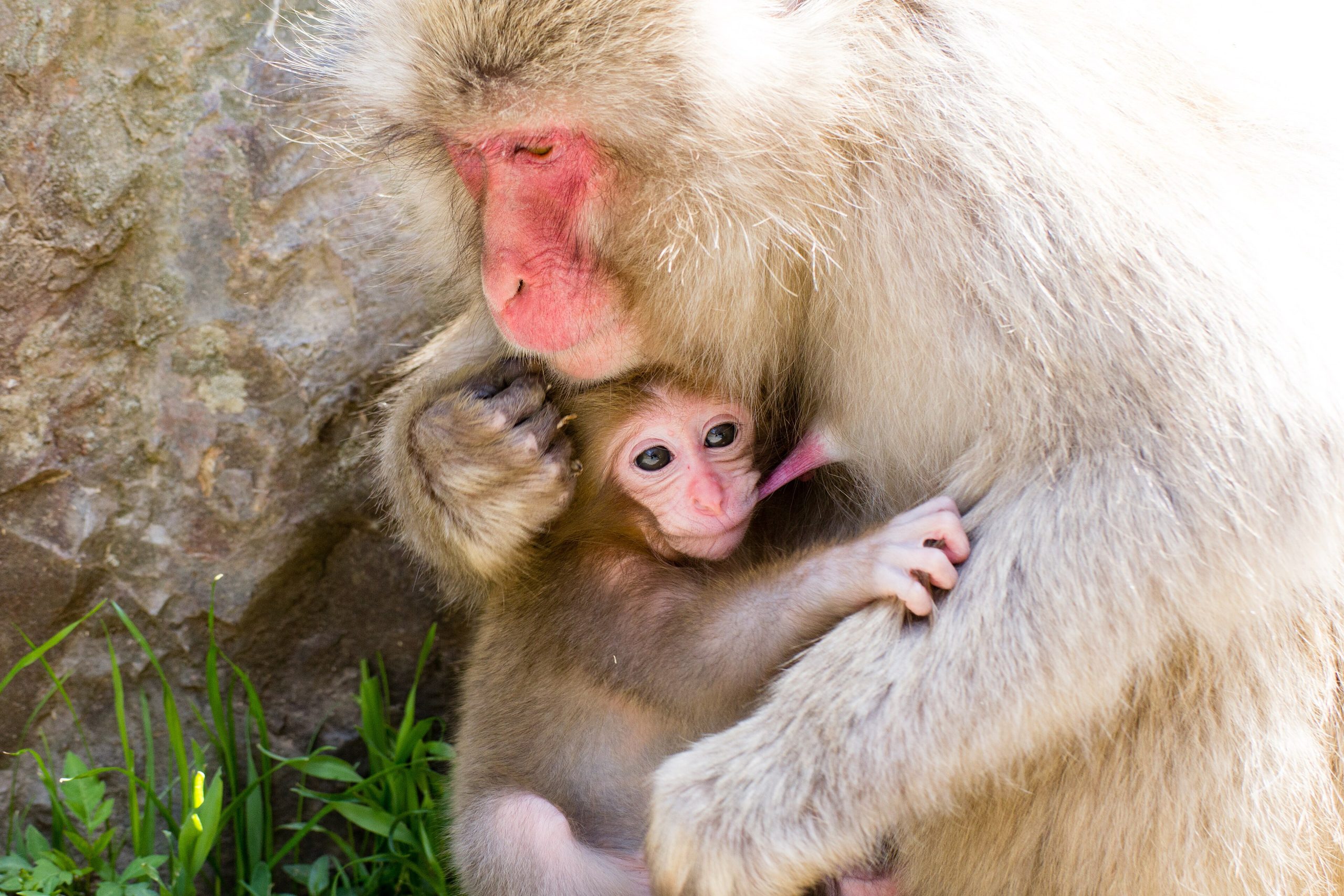 A snow monkey in a hot spring at Jigokudani, Japan