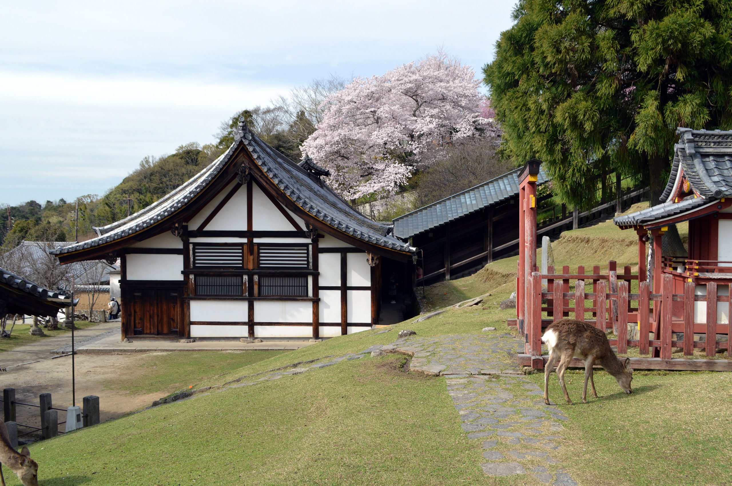 The famous free-roaming deer of Nara Park