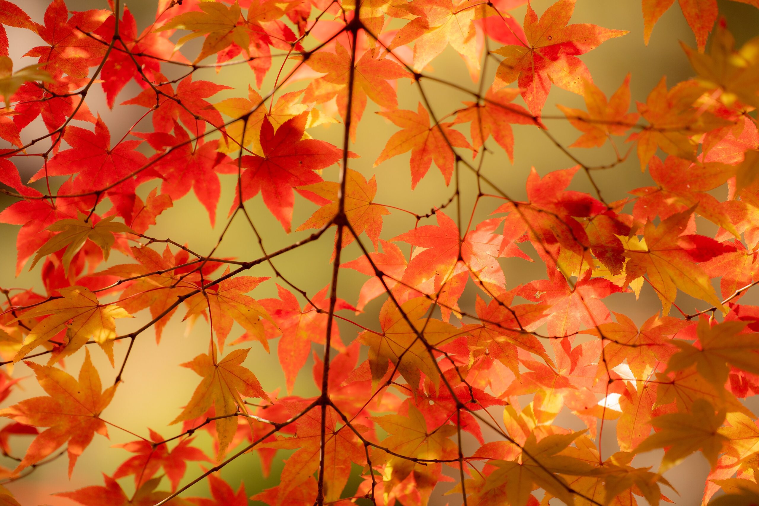 Autumn foliage at a temple in Japan