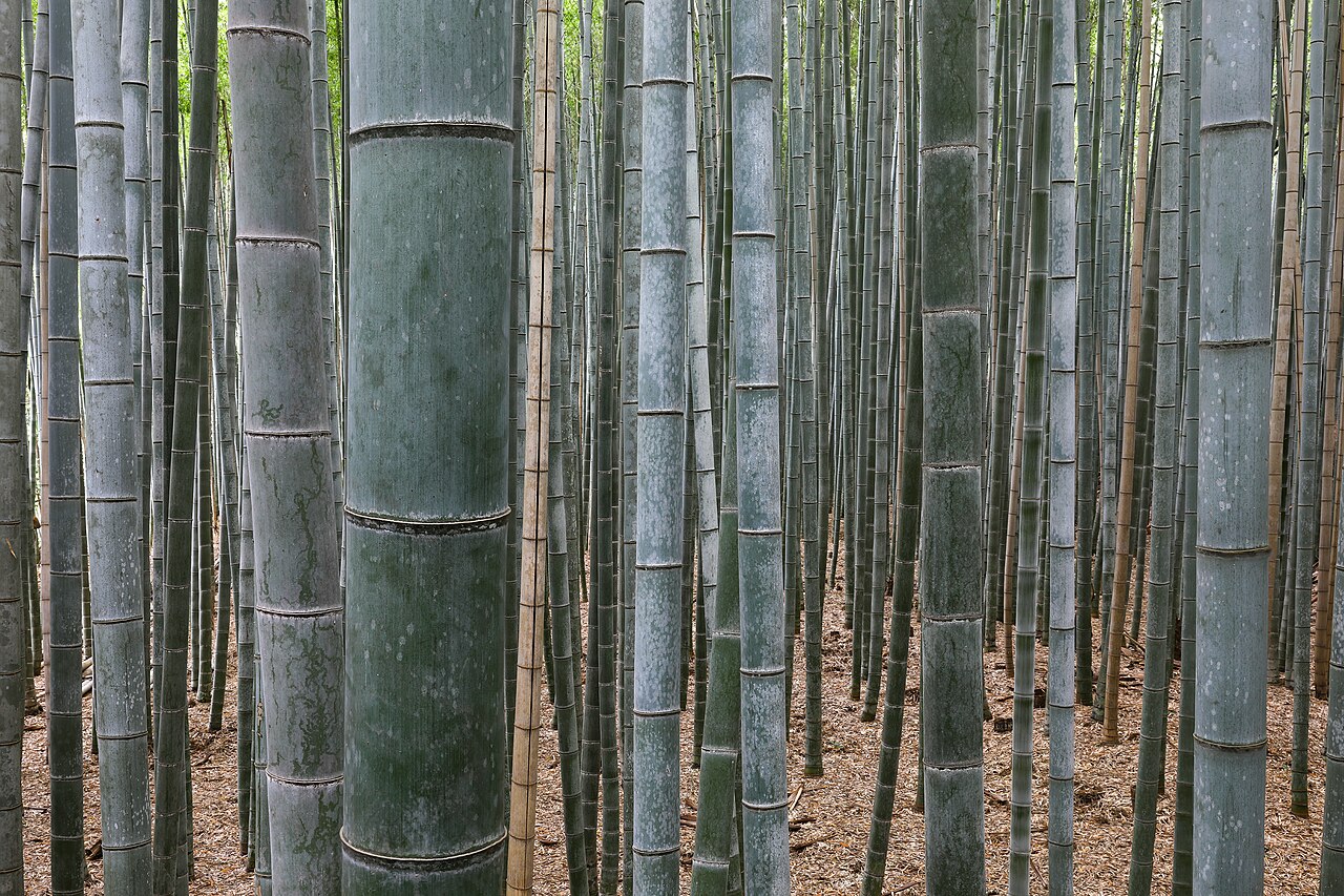 The Arashiyama bamboo grove, Kyoto
