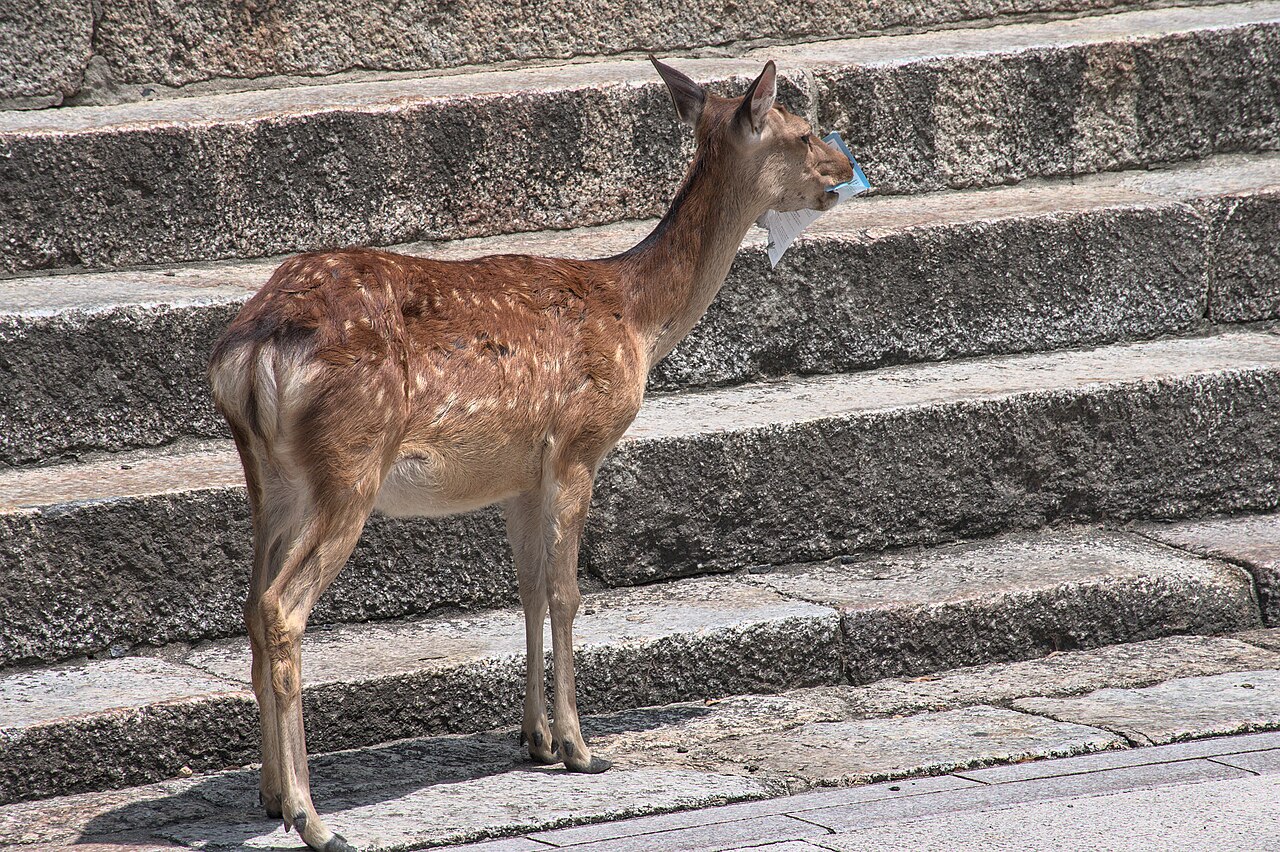 Todai-ji temple and deer in Nara