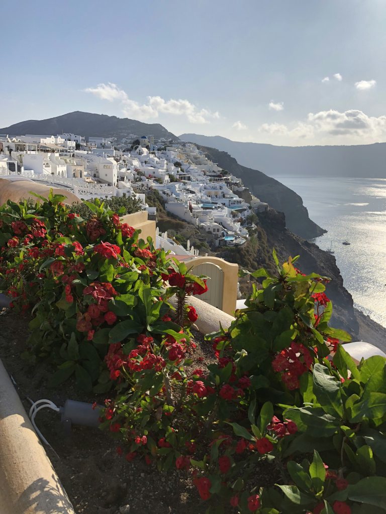 red flowers near body of water during daytime