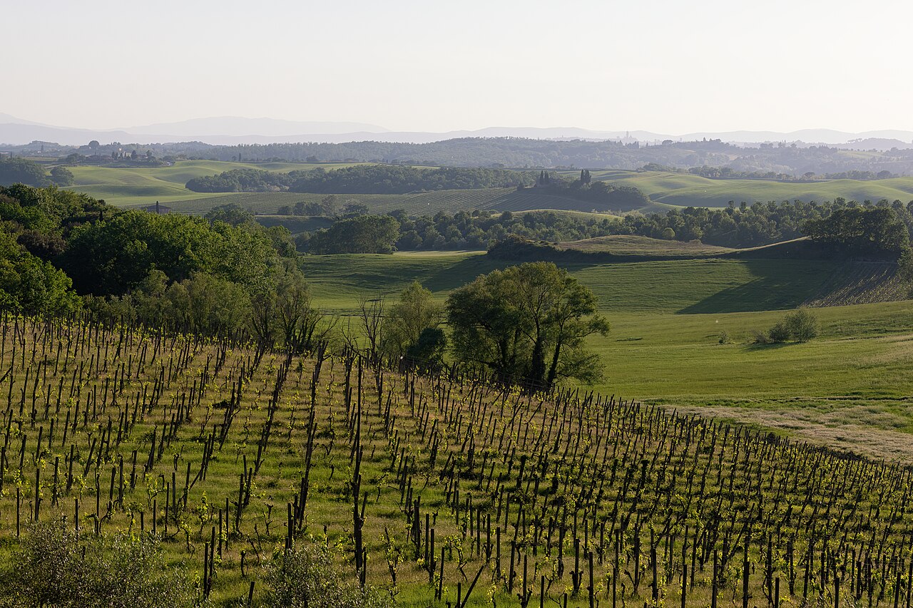 Vineyards in Tuscany, Italy