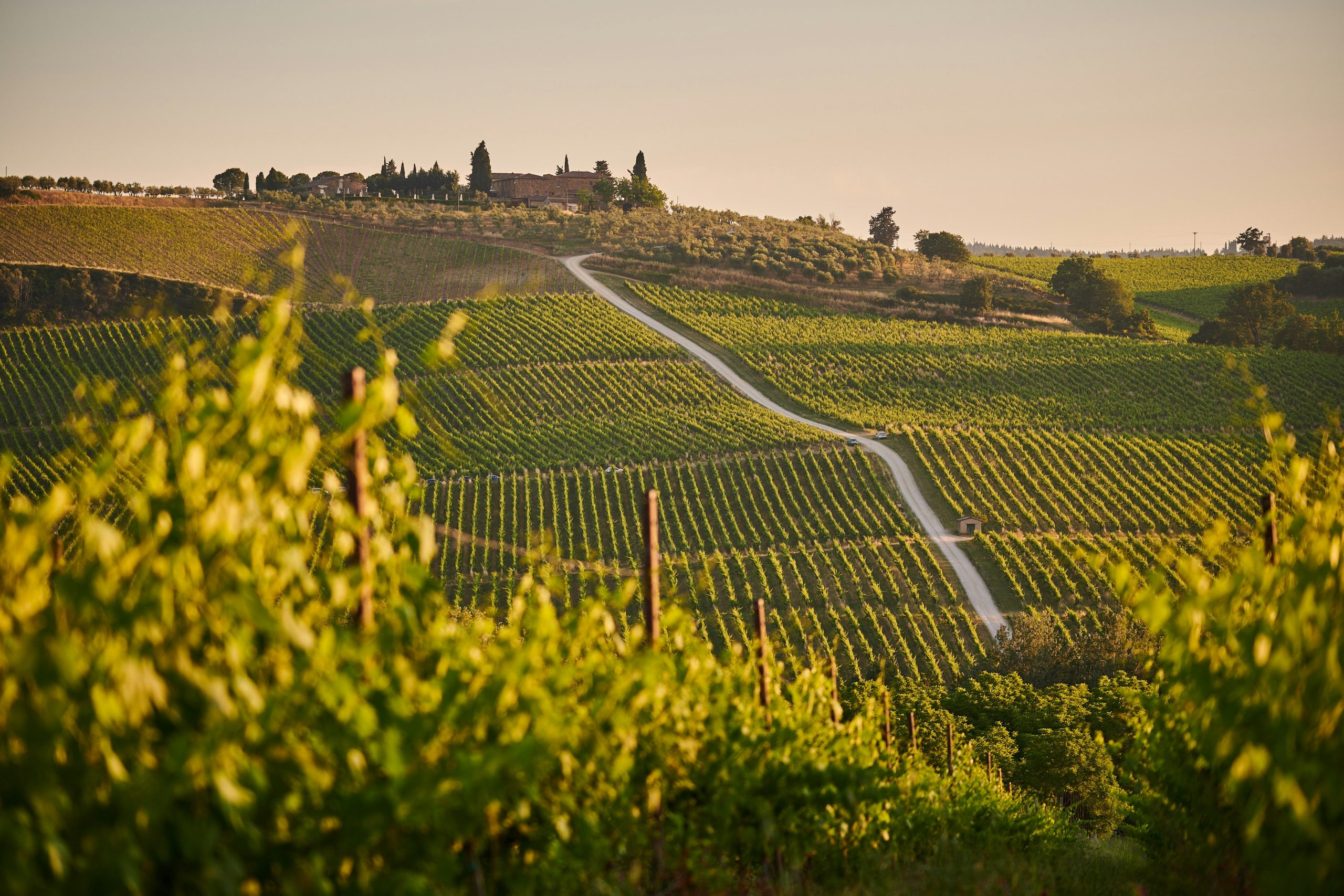 vineyard rows on tuscan hillside