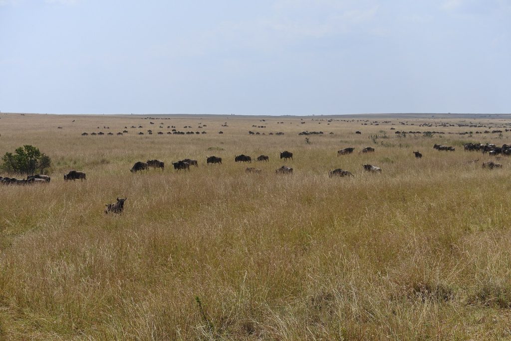 Wildebeest in the Masai Mara, Kenya