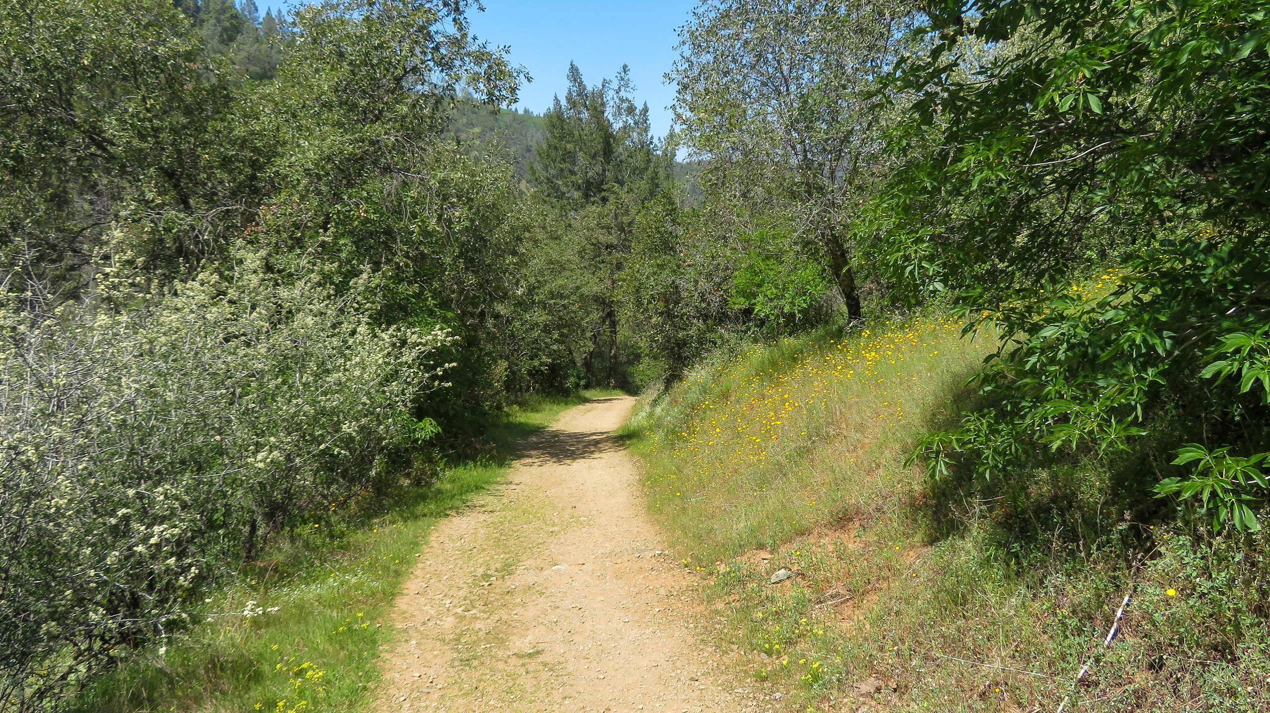 man in blue jacket walking on forest during daytime