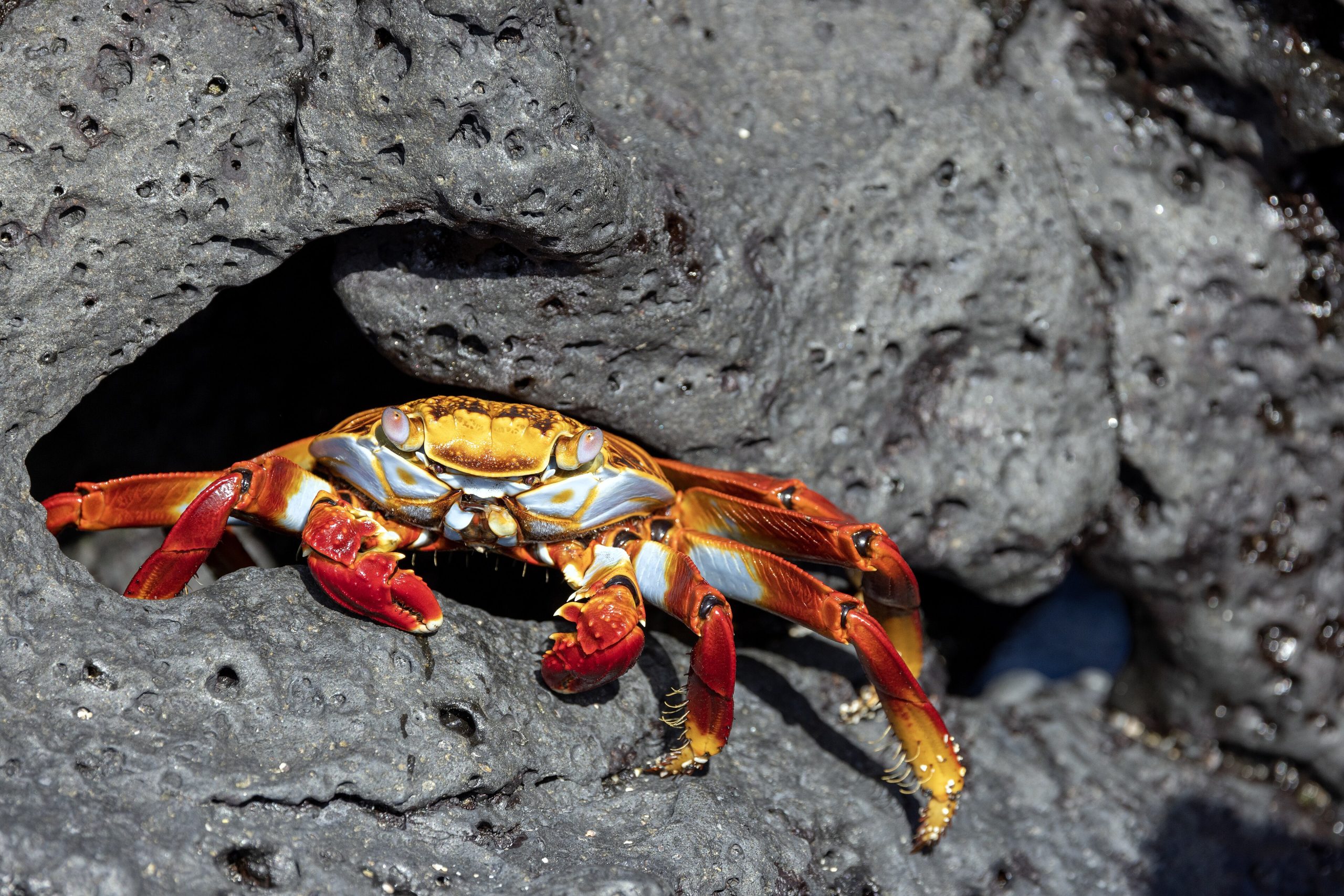 A brightly coloured Sally Lightfoot crab on the volcanic rocks