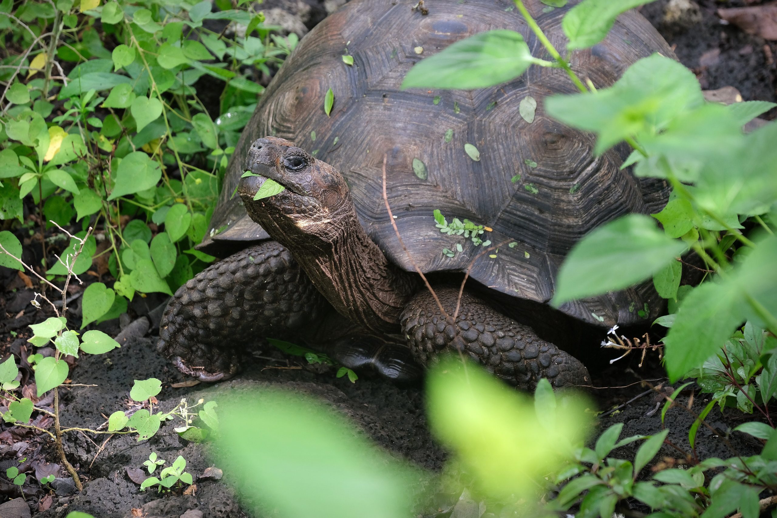 A giant Galápagos tortoise, the islands' most famous resident