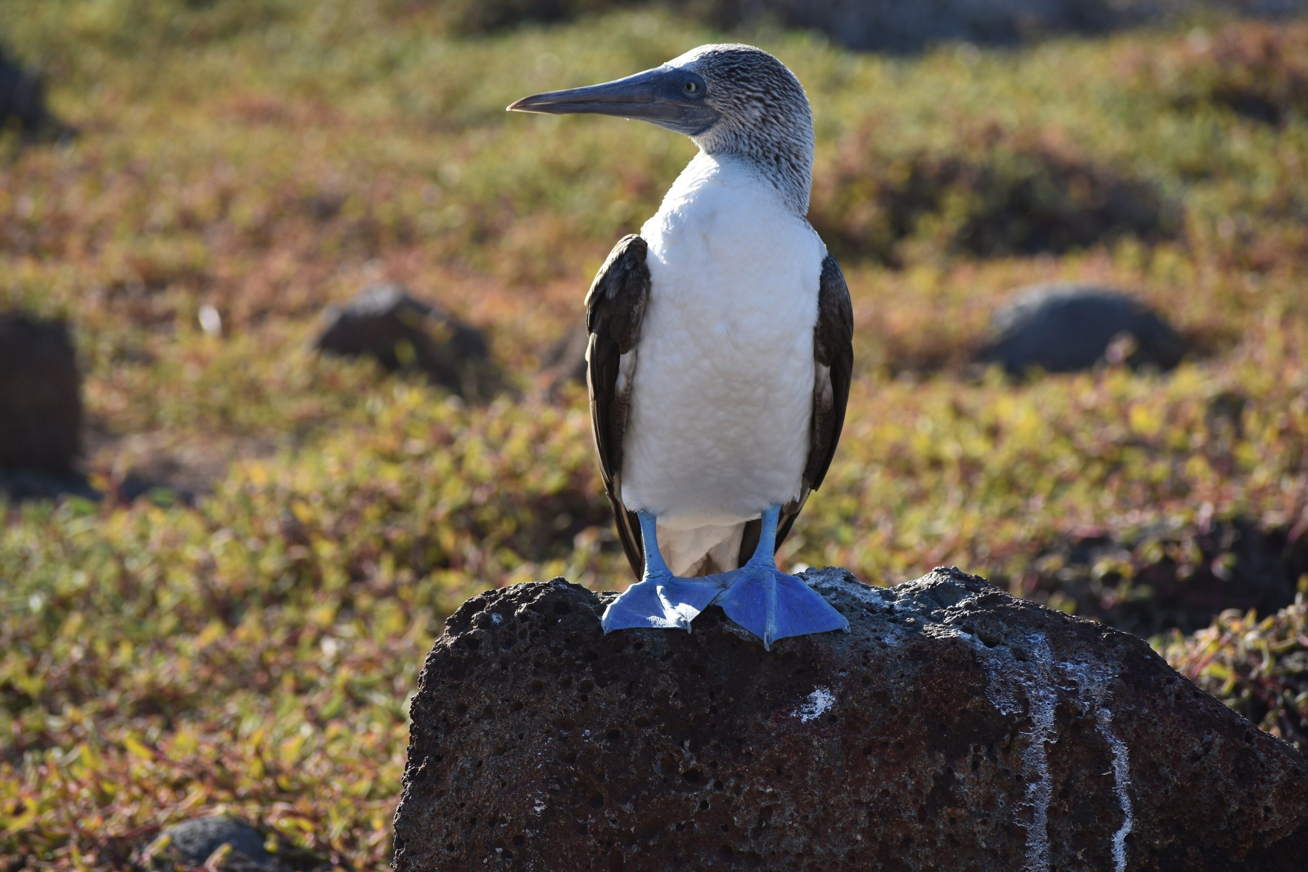 A blue-footed booby, one of the Galápagos Islands' most iconic birds