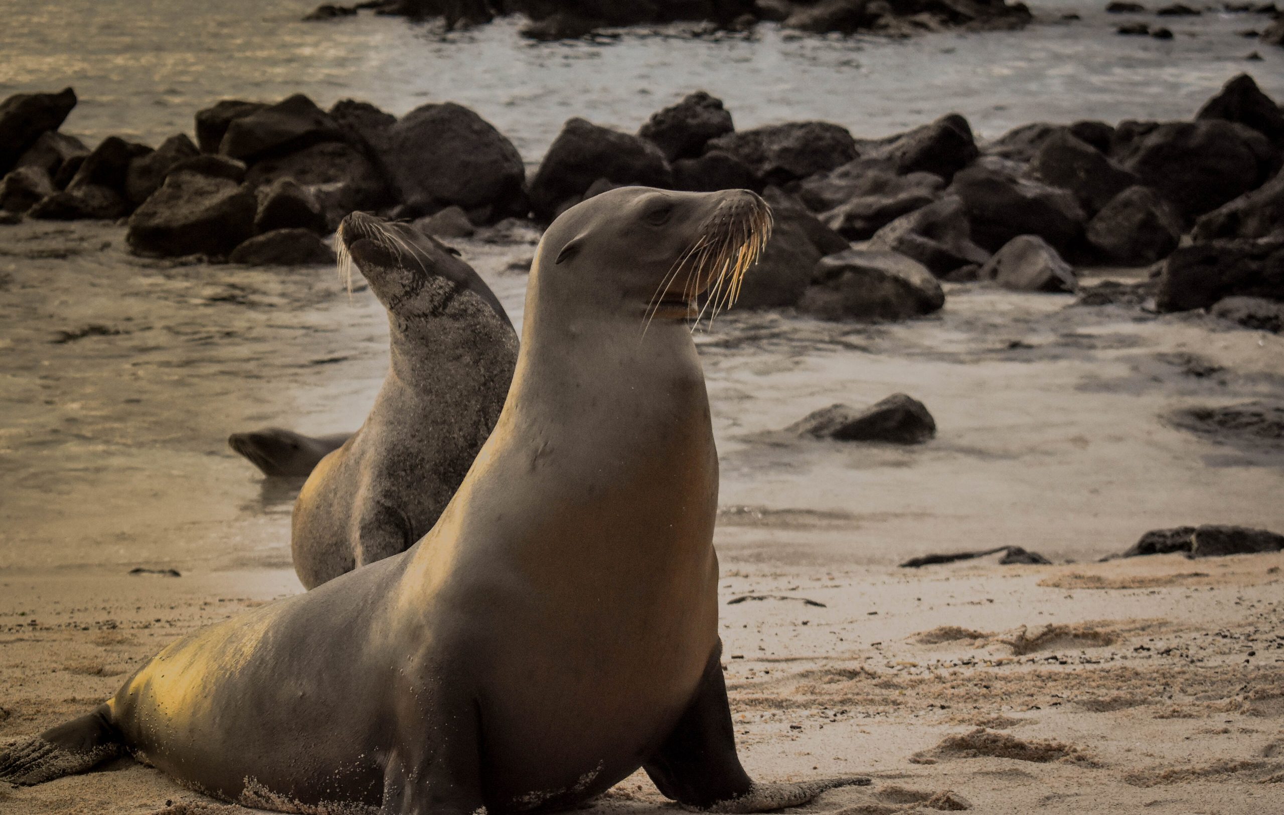 Galápagos sea lions basking on the beach at golden hour