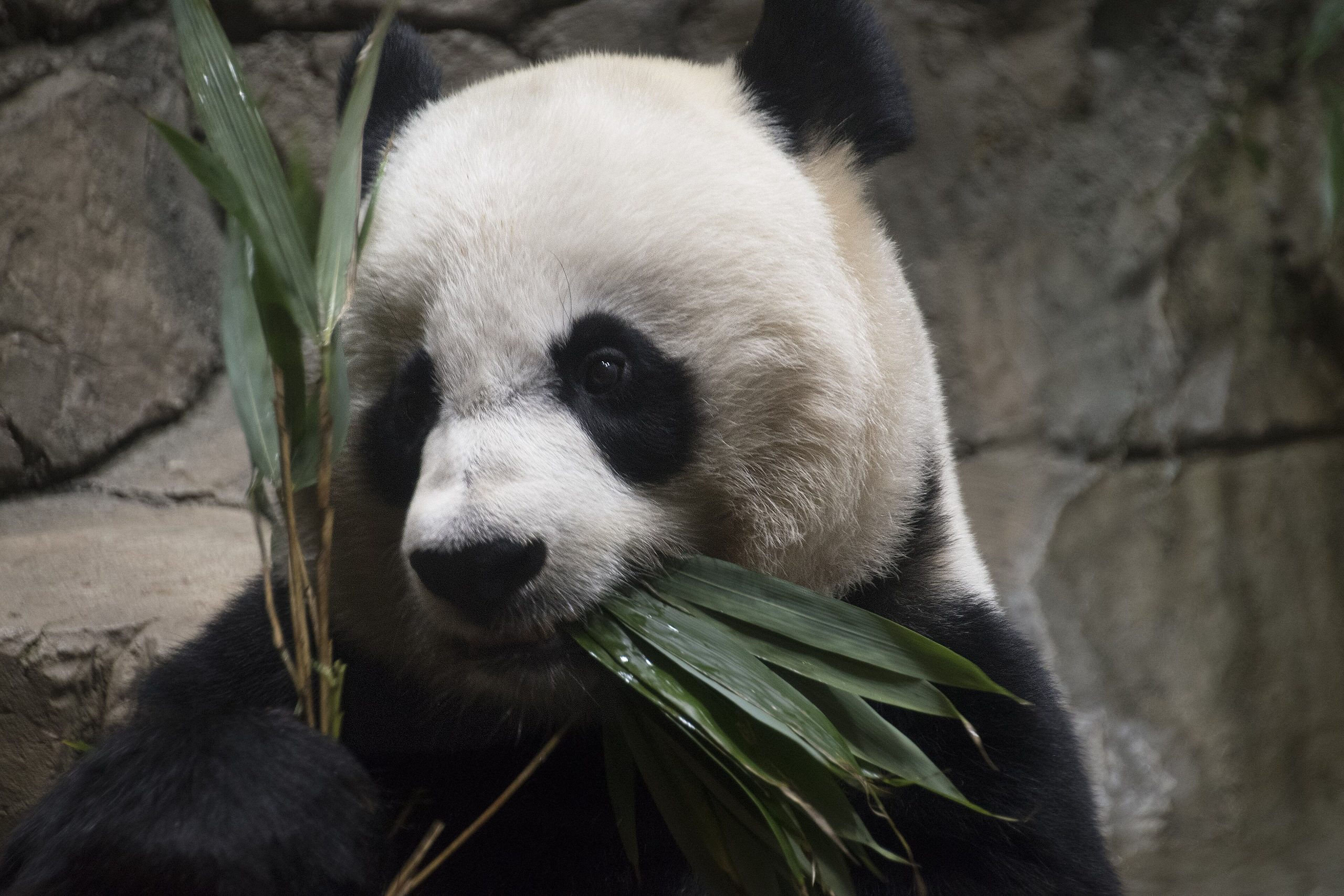 A giant panda eating bamboo at close range at a research base near Chengdu