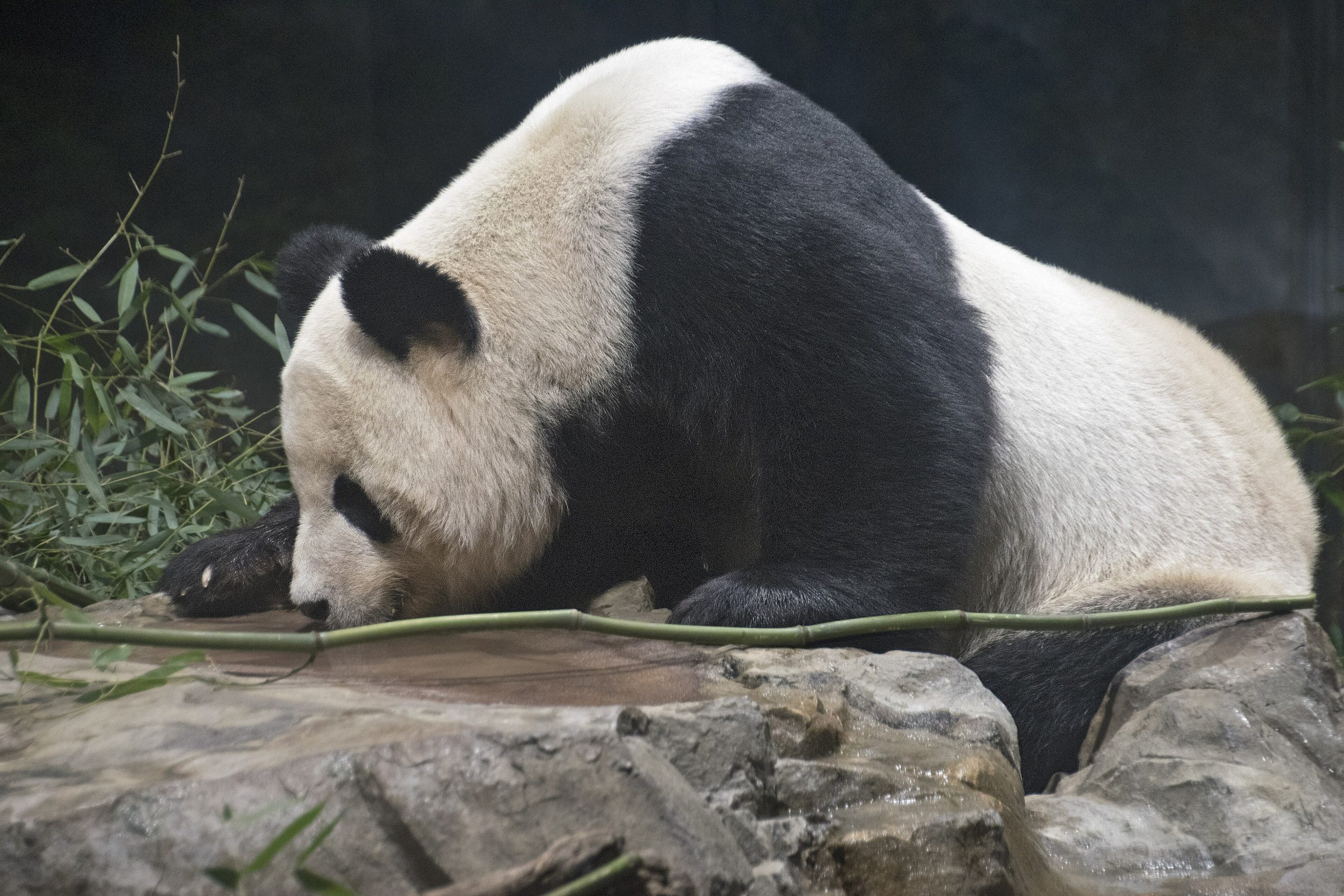 A giant panda resting on a rock during the midday heat