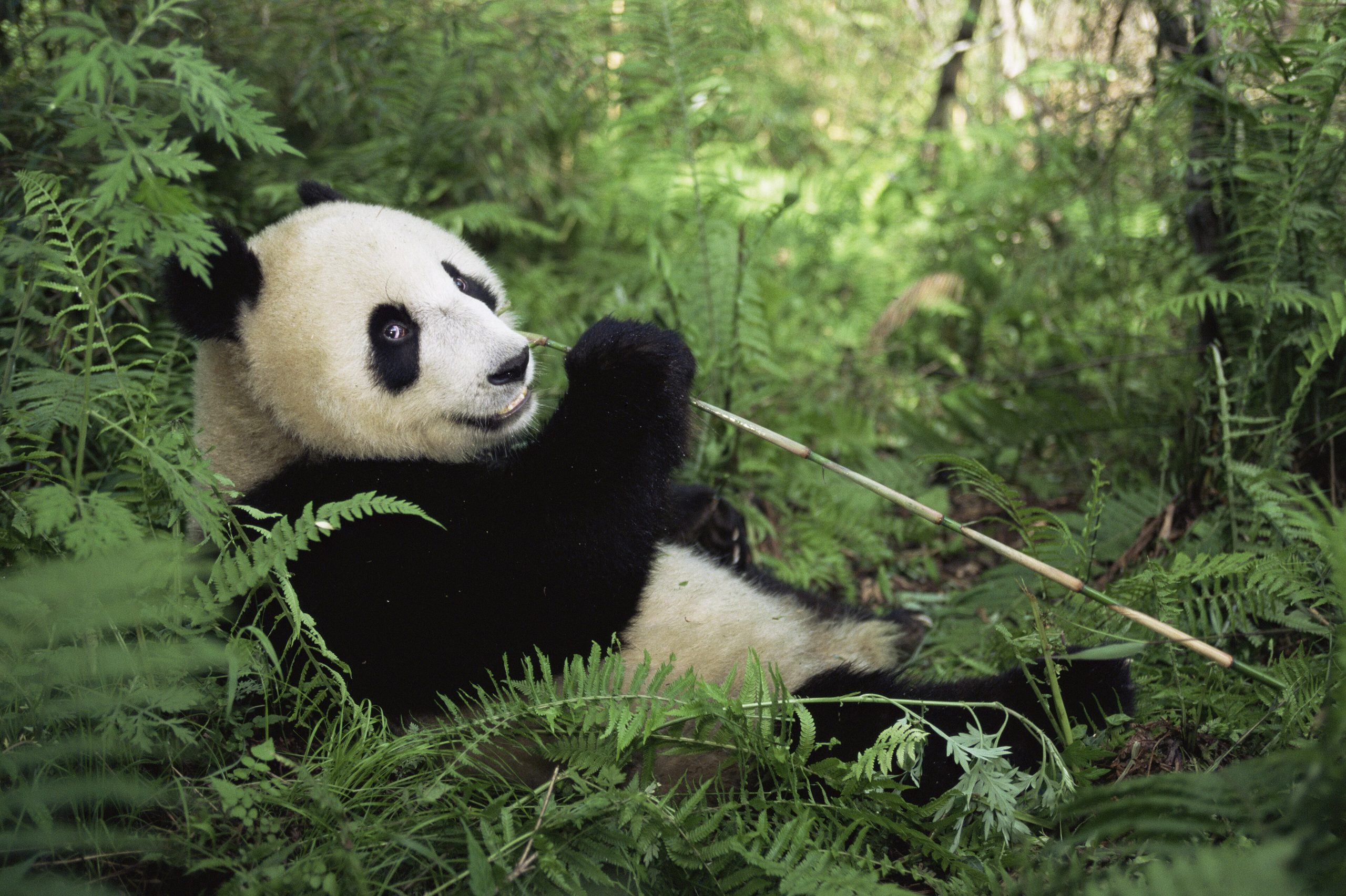 A giant panda feeding on bamboo in a lush green forest in Sichuan, China