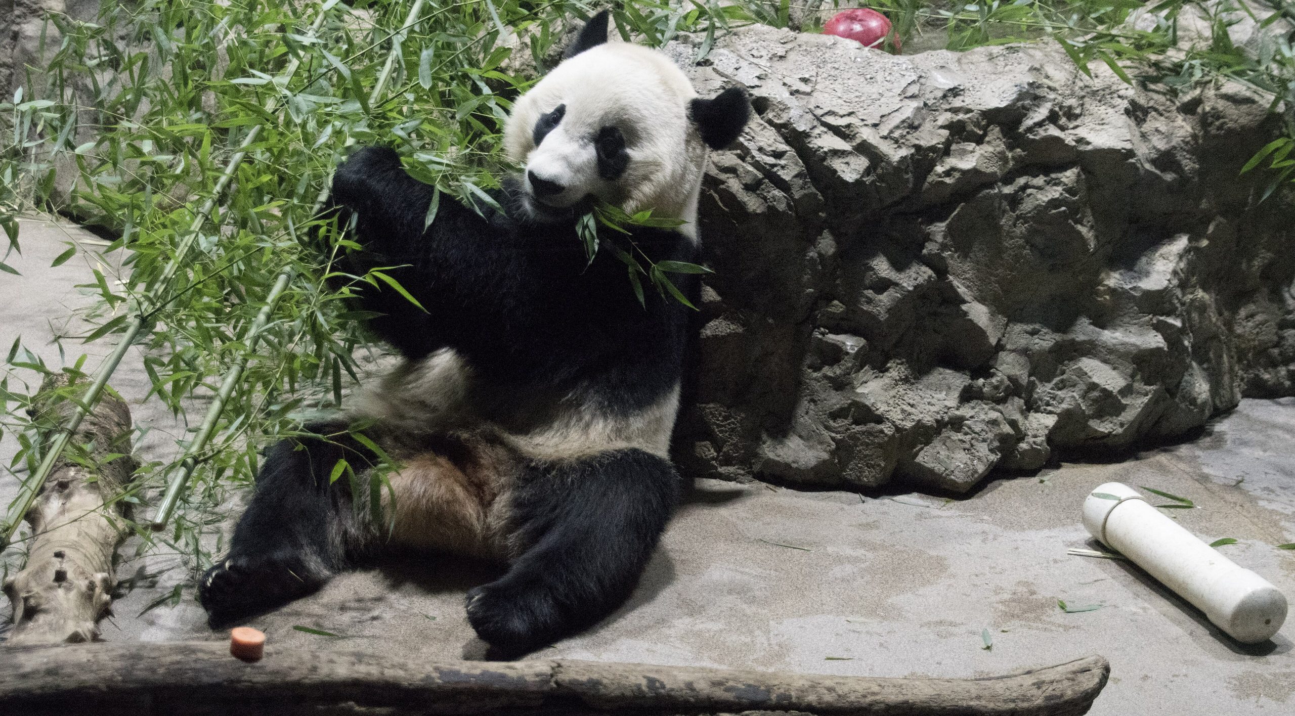 A giant panda snacking on bamboo in its enclosure
