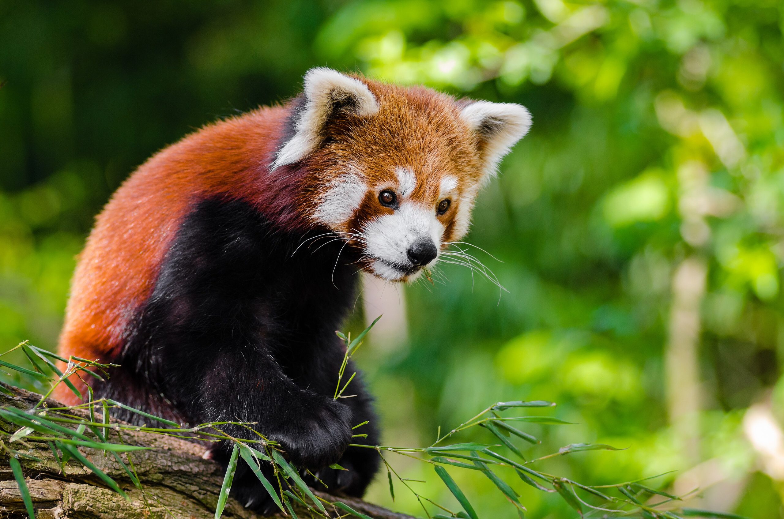 A red panda perched on a branch — the giant panda's smaller, russet cousin